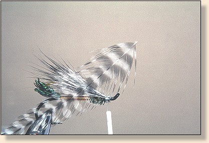 Hackle prepared.
